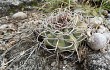 Anteprima di Gymnocalycium castellanosii