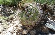 Anteprima di Gymnocalycium castellanosii