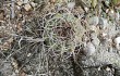 Preview photo Gymnocalycium castellanosii