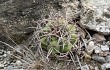 Anteprima di Gymnocalycium castellanosii