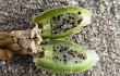 Preview photo Gymnocalycium castellanosii