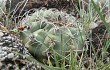 Preview photo Gymnocalycium castellanosii