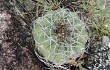 Vista previa de Gymnocalycium castellanosii