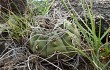 Anteprima di Gymnocalycium castellanosii
