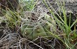 Anteprima di Gymnocalycium castellanosii