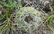 Vista previa de Gymnocalycium castellanosii