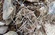 Anteprima di Gymnocalycium castellanosii