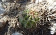 Anteprima di Gymnocalycium castellanosii