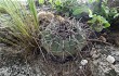 Preview photo Gymnocalycium castellanosii