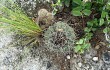 Preview photo Gymnocalycium castellanosii