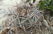 Anteprima di Gymnocalycium castellanosii