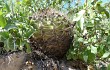 Vista previa de Gymnocalycium castellanosii