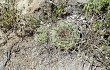 Preview photo Gymnocalycium castellanosii