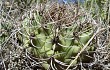 Anteprima di Gymnocalycium castellanosii