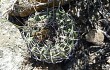 Vista previa de Gymnocalycium castellanosii