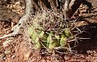 Preview photo Gymnocalycium castellanosii