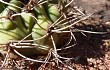 Preview photo Gymnocalycium castellanosii