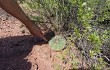 Vista previa de Gymnocalycium castellanosii