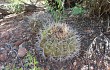 Vista previa de Gymnocalycium castellanosii