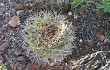 Vista previa de Gymnocalycium castellanosii