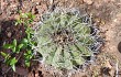 Vista previa de Gymnocalycium castellanosii