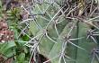 Preview photo Gymnocalycium castellanosii