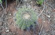 Vista previa de Gymnocalycium castellanosii