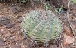 Vista previa de Gymnocalycium castellanosii