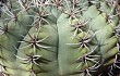 Vista previa de Gymnocalycium castellanosii