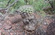 Anteprima di Gymnocalycium castellanosii