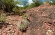 Anteprima di Gymnocalycium castellanosii