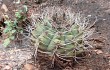 Preview photo Gymnocalycium castellanosii