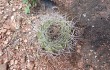 Preview photo Gymnocalycium castellanosii