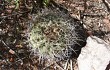 Preview photo Gymnocalycium castellanosii