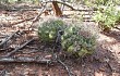 Vista previa de Gymnocalycium castellanosii