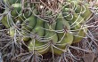 Vista previa de Gymnocalycium castellanosii