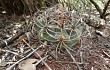 Vista previa de Gymnocalycium castellanosii