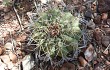 Preview photo Gymnocalycium castellanosii