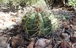 Vista previa de Gymnocalycium castellanosii