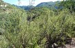 Vista previa de Gymnocalycium castellanosii