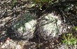 Anteprima di Gymnocalycium castellanosii