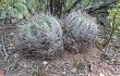 Preview photo Gymnocalycium castellanosii