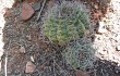 Vista previa de Gymnocalycium castellanosii