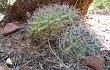 Preview photo Gymnocalycium castellanosii