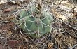 Preview photo Gymnocalycium castellanosii