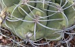 Anteprima di Gymnocalycium castellanosii