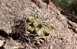 Preview photo Gymnocalycium castellanosii