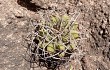 Vista previa de Gymnocalycium castellanosii