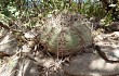 Vista previa de Gymnocalycium castellanosii