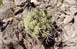 Vista previa de Gymnocalycium castellanosii